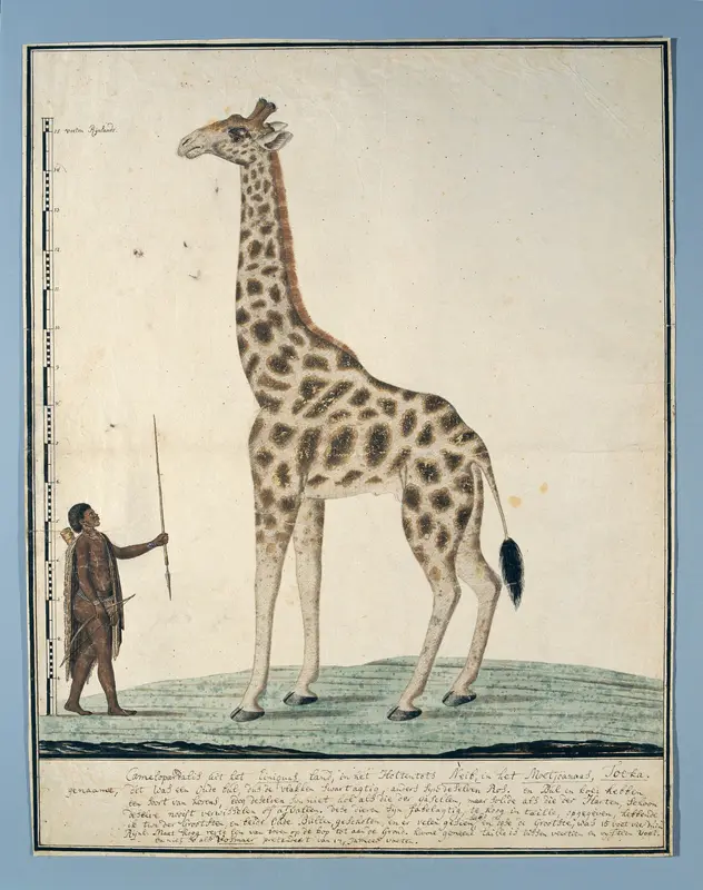 Giraffa camelopardalis (Giraffe) Wall Art by Robert Jacob Gordon - High-Resolution Digital Print