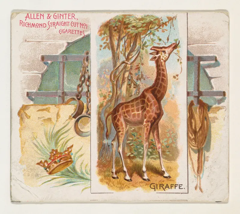 Giraffe, from Quadrupeds series (N41) for Allen & Ginter Cigarettes Wall Art by Allen & Ginter - High-Resolution Digital Print