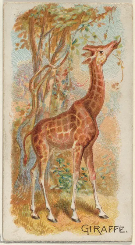 Giraffe, from the Quadrupeds series (N21) for Allen & Ginter Cigarettes Wall Art by Allen & Ginter - High-Resolution Digital Print