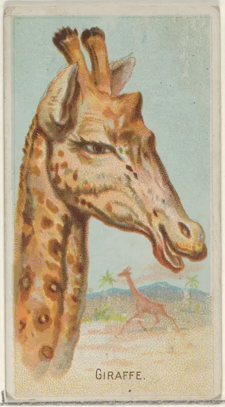 Giraffe, from the Wild Animals of the World series (N25) for Allen & Ginter Cigarettes Wall Art by Allen & Ginter - High-Resolution Digital Print