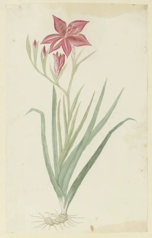 Gladiolus cardinalis Curtis. Wall Art by Robert Jacob Gordon - High-Resolution Digital Print