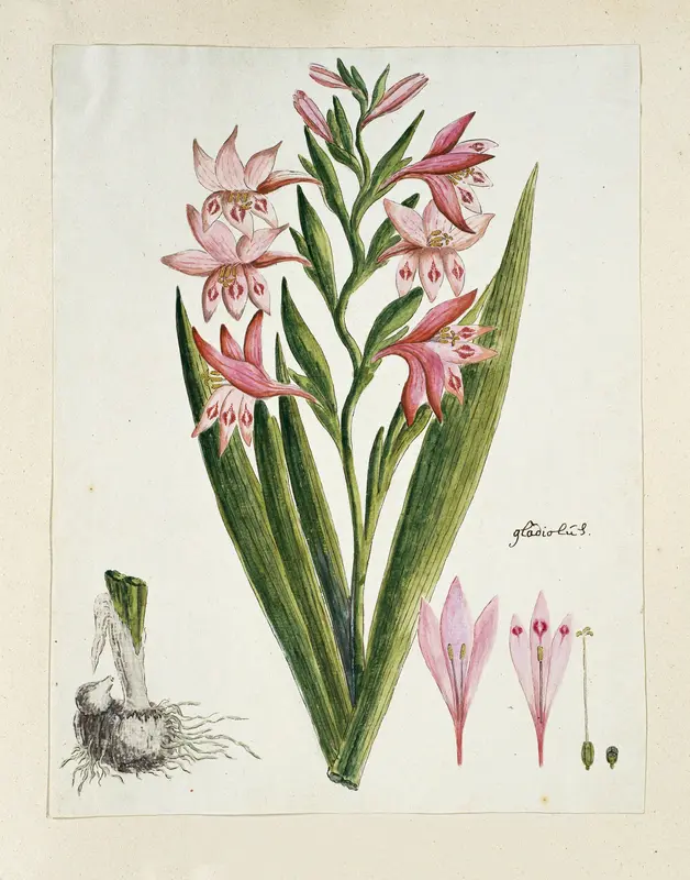 Gladiolus carneus D. Delarochev Wall Art by Robert Jacob Gordon - High-Resolution Digital Print