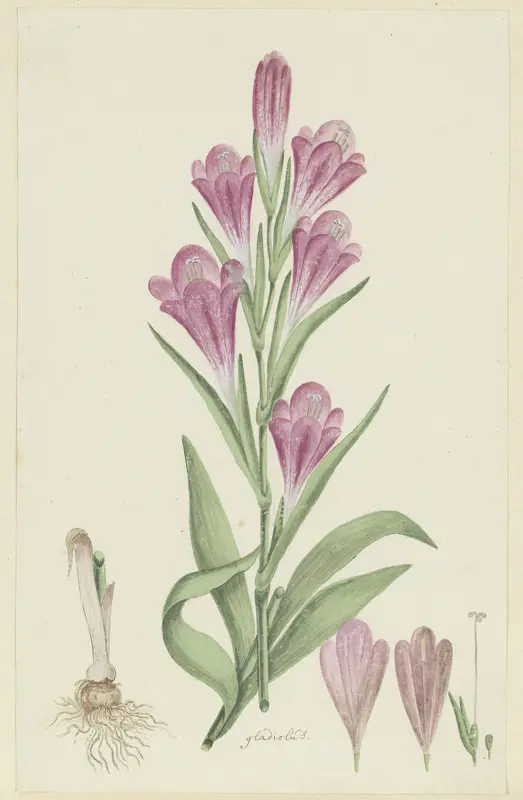 Gladiolus caryphyllaceus (Burm,f.) Poir. Wall Art by Robert Jacob Gordon - High-Resolution Digital Print