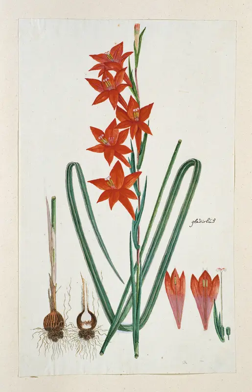 Gladiolus watsonius Thunb. (Watsonia hysterantha) Wall Art by Robert Jacob Gordon - High-Resolution Digital Print