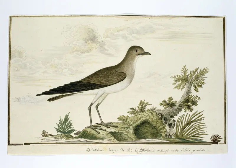 Glareola nordmanni (Steppevorkstaartplevier of Swartvlerksprinkaanvoël) Wall Art by Robert Jacob Gordon - High-Resolution Digital Print