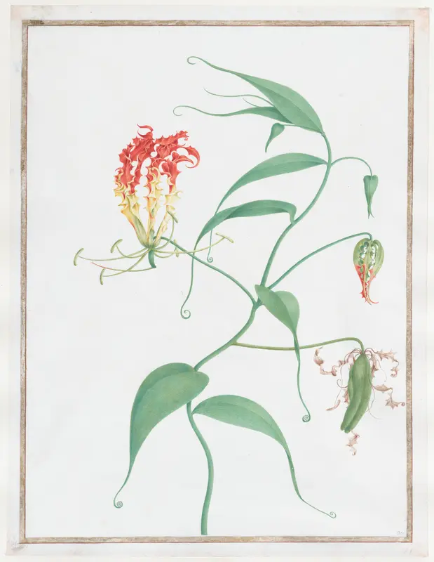 Gloriosa Superba (Climbing Lily) Wall Art by Pierre Joseph Redouté - High-Resolution Digital Print