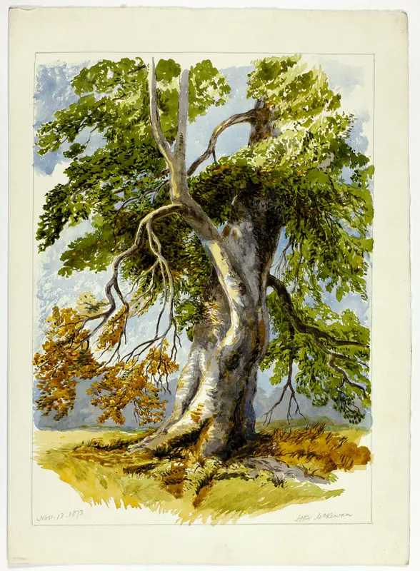 Gnarled Tree Wall Art by David Hall McKewan - High-Resolution Digital Print