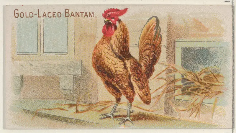 Gold-Laced Bantam, from the Prize and Game Chickens series (N20) for Allen & Ginter Cigarettes Wall Art by Allen & Ginter - High-Resolution Digital Print