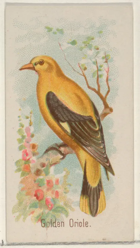 Golden Oride, from the Song Birds of the World series (N23) for Allen & Ginter Cigarettes Wall Art by Allen & Ginter - High-Resolution Digital Print