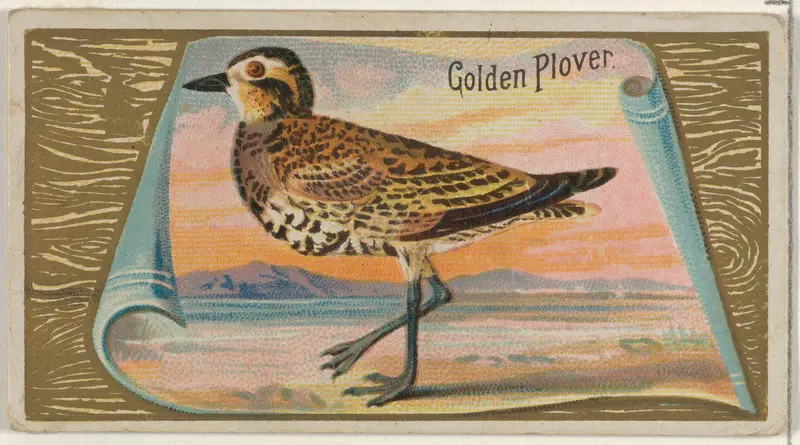 Golden Plover, from the Game Birds series (N13) for Allen & Ginter Cigarettes Brands Wall Art by Allen & Ginter - High-Resolution Digital Print