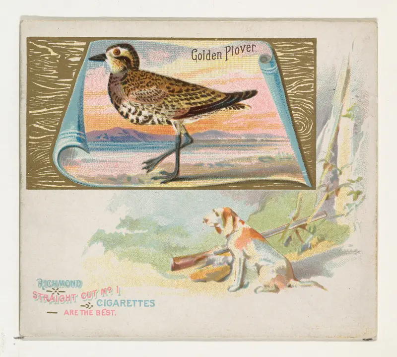 Golden Plover, from the Game Birds series (N40) for Allen & Ginter Cigarettes Wall Art by Allen & Ginter - High-Resolution Digital Print