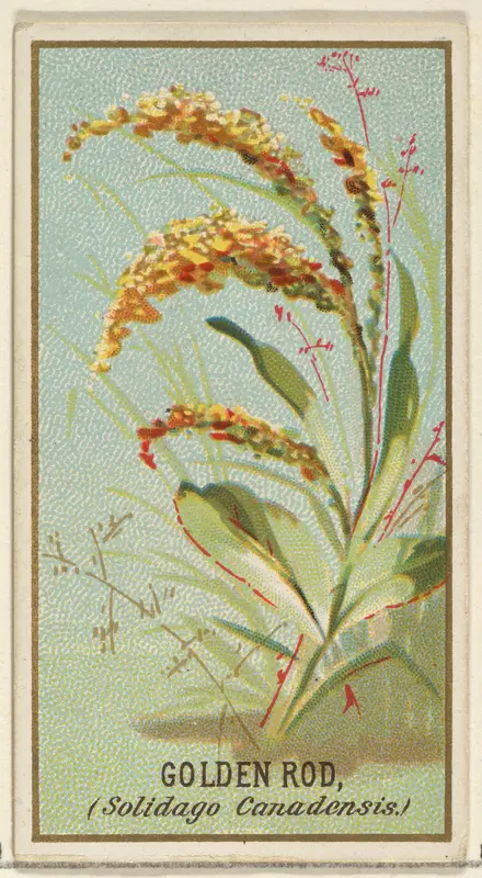 Golden Rod (Solidago Canadensis), from the Flowers series for Old Judge Cigarettes Wall Art by Goodwin & Company - High-Resolution Digital Print