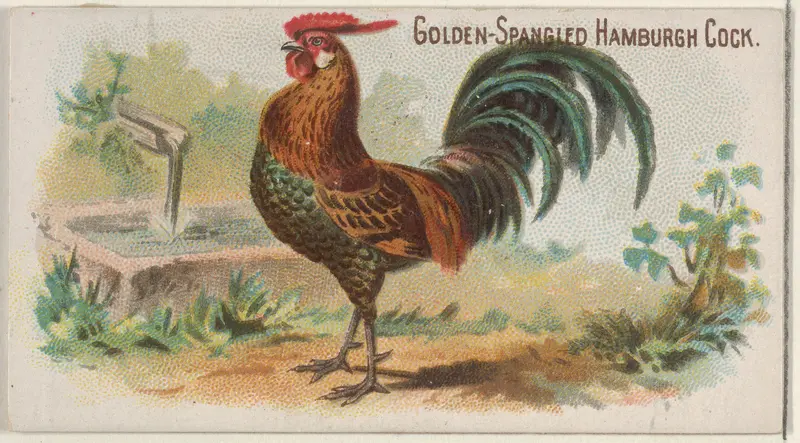 Golden-Spangled Hamburgh Cock, from the Prize and Game Chickens series (N20) for Allen & Ginter Cigarettes Wall Art by Allen & Ginter - High-Resolution Digital Print