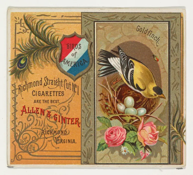 Goldfinch, from the Birds of America series (N37) for Allen & Ginter Cigarettes Wall Art by Allen & Ginter - High-Resolution Digital Print