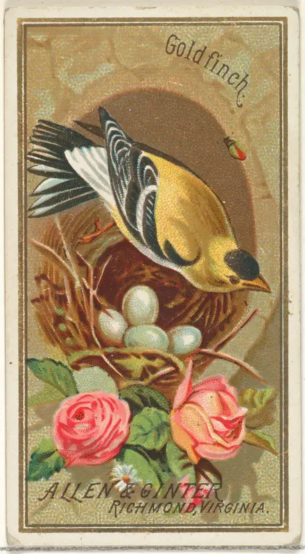 Goldfinch, from the Birds of America series (N4) for Allen & Ginter Cigarettes Brands Wall Art by Allen & Ginter - High-Resolution Digital Print