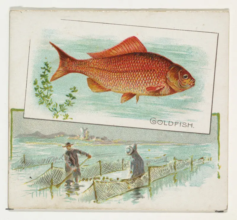 Goldfish, from Fish from American Waters series (N39) for Allen & Ginter Cigarettes Wall Art by Allen & Ginter - High-Resolution Digital Print