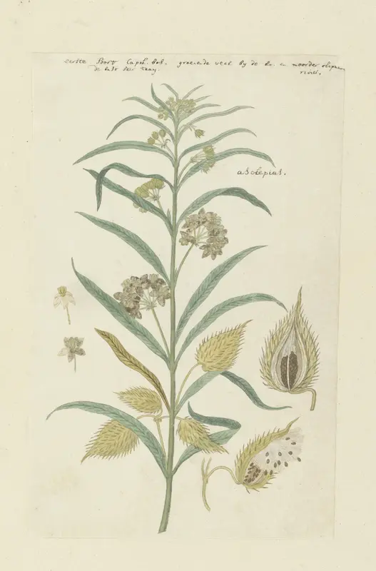 Gomphocarpus fruticosus, voorheen bekend als Asclepias fruticosa Wall Art by Robert Jacob Gordon - High-Resolution Digital Print