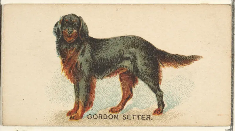 Gordon Setter, from the Dogs of the World series for Old Judge Cigarettes Wall Art by Goodwin & Company - High-Resolution Digital Print