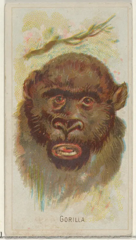 Gorilla, from the Wild Animals of the World series (N25) for Allen & Ginter Cigarettes Wall Art by Allen & Ginter - High-Resolution Digital Print