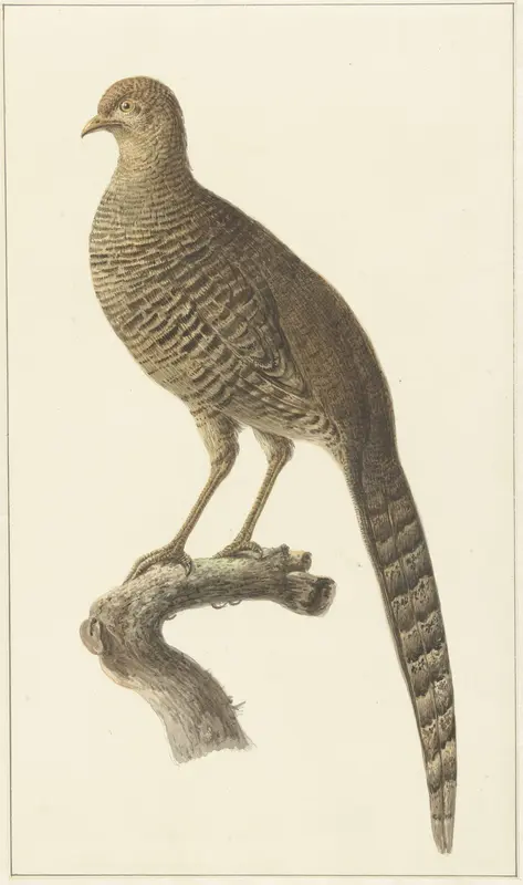 Goudfazant, hen Wall Art by Pieter Pietersz. Barbiers - High-Resolution Digital Print