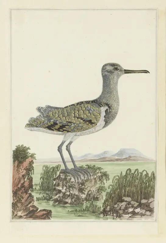 Goudsnip (Rostratula benghalensis) in een gedetailleerd landschap Wall Art by Robert Jacob Gordon - High-Resolution Digital Print