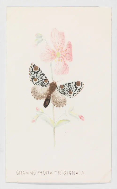 Grammophora Trisignata, from "The Butterflies and Moths of America", Part 4 Wall Art by Louis Prang & Co. - High-Resolution Digital Print