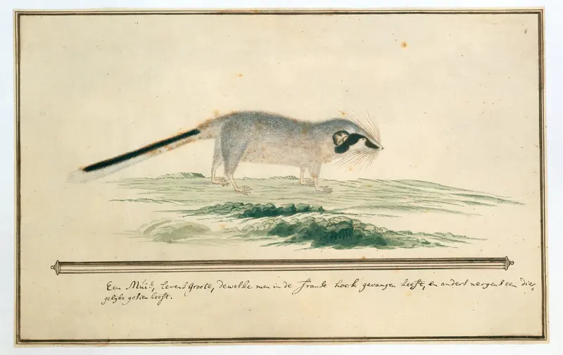 Graphiurus ocularis (Spectacled dormouse) Wall Art by Robert Jacob Gordon - High-Resolution Digital Print