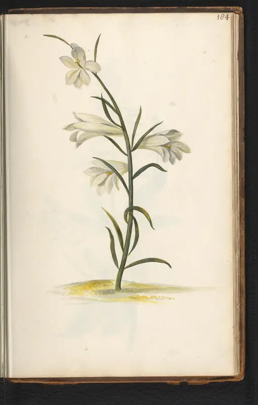Graslelie (Anthericum) Wall Art by anonymous - High-Resolution Digital Print