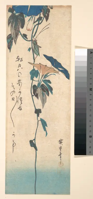 Grasshopper and Morning-glory Vine
