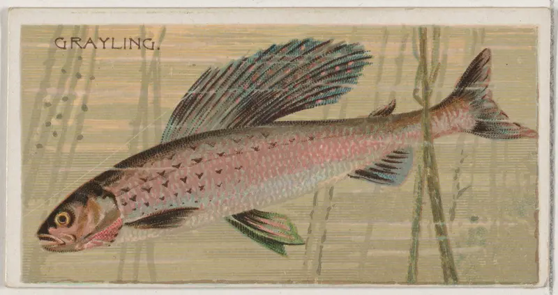 Grayling, from the series Fishers and Fish (N74) for Duke brand cigarettes Wall Art by Knapp & Company - High-Resolution Digital Print