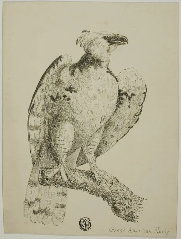 Great American Harpy Wall Art by Unknown - High-Resolution Digital Print