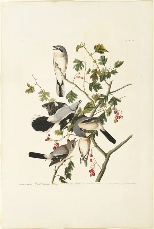 Great American Shrike Wall Art by Robert Havell - High-Resolution Digital Print