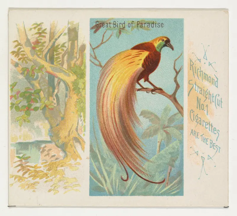 Great Bird of Paradise, from Birds of the Tropics series (N38) for Allen & Ginter Cigarettes Wall Art by Allen & Ginter - High-Resolution Digital Print