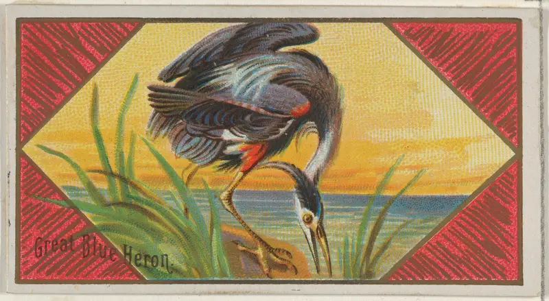 Great Blue Heron, from the Game Birds series (N13) for Allen & Ginter Cigarettes Brands Wall Art by Allen & Ginter - High-Resolution Digital Print