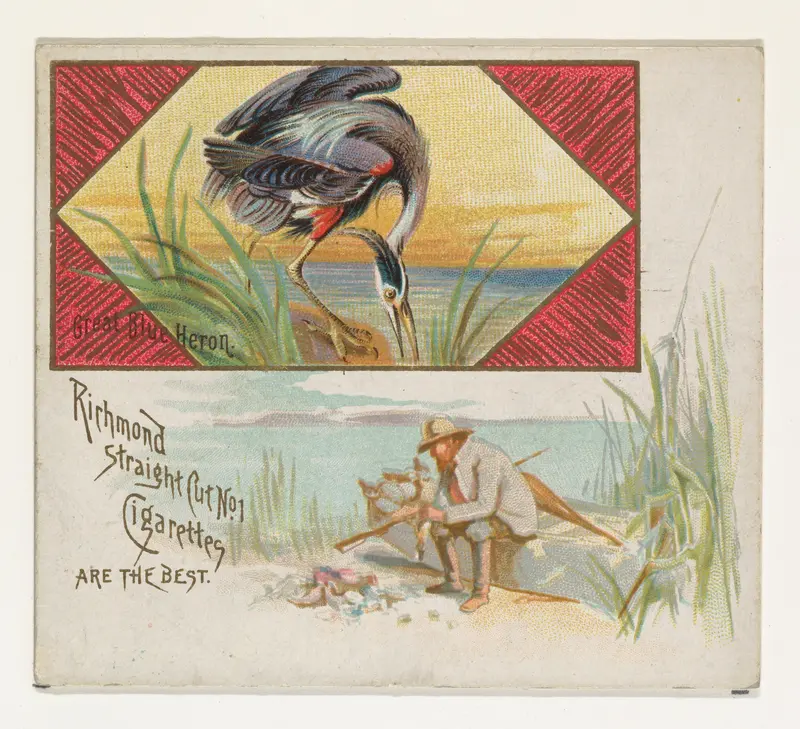 Great Blue Heron, from the Game Birds series (N40) for Allen & Ginter Cigarettes Wall Art by Allen & Ginter - High-Resolution Digital Print