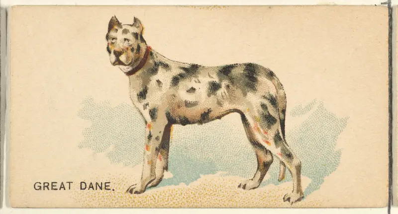 Great Dane, from the Dogs of the World series for Old Judge Cigarettes Wall Art by Goodwin & Company - High-Resolution Digital Print