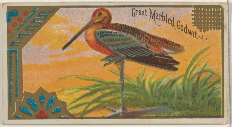 Great Marbled Godwit, from the Game Birds series (N13) for Allen & Ginter Cigarettes Brands Wall Art by Allen & Ginter - High-Resolution Digital Print