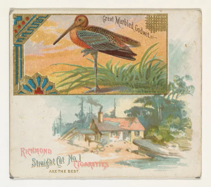 Great Marbled Godwit, from the Game Birds series (N40) for Allen & Ginter Cigarettes Wall Art by Allen & Ginter - High-Resolution Digital Print