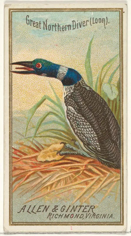 Great Northern Diver (Loon), from the Birds of America series (N4) for Allen & Ginter Cigarettes Brands Wall Art by Allen & Ginter - High-Resolution Digital Print