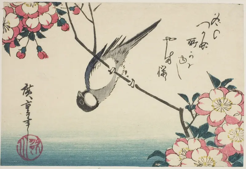 Great tit on cherry blossom branch