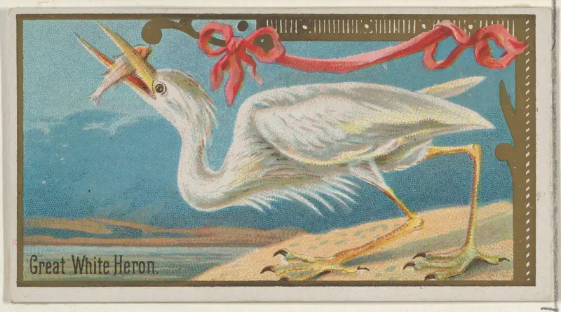 Great White Heron, from the Game Birds series (N13) for Allen & Ginter Cigarettes Brands Wall Art by Allen & Ginter - High-Resolution Digital Print