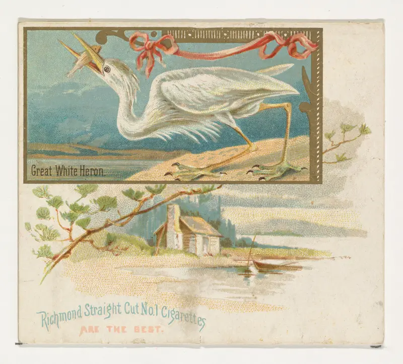 Great White Heron, from the Game Birds series (N40) for Allen & Ginter Cigarettes Wall Art by Allen & Ginter - High-Resolution Digital Print