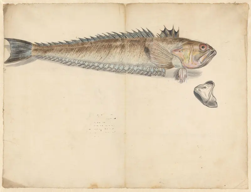 Greater weever (Trachinus Draco) Wall Art by anonymous - High-Resolution Digital Print