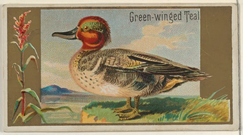Green-winged Teal, from the Game Birds series (N13) for Allen & Ginter Cigarettes Brands Wall Art by Allen & Ginter - High-Resolution Digital Print