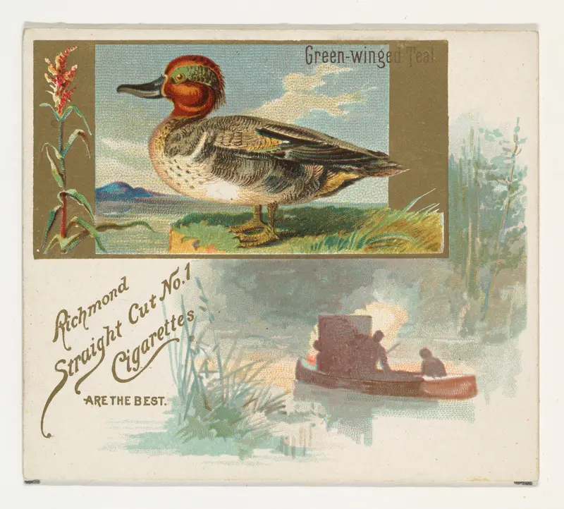Green-winged Teal, from the Game Birds series (N40) for Allen & Ginter Cigarettes Wall Art by Allen & Ginter - High-Resolution Digital Print