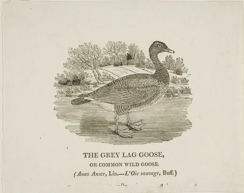 Grey Lag Goose Wall Art by Thomas Bewick - High-Resolution Digital Print