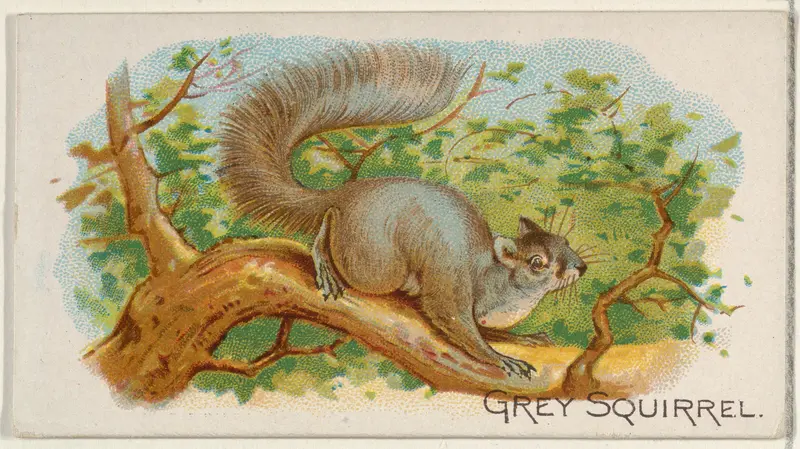 Grey Squirrel, from the Quadrupeds series (N21) for Allen & Ginter Cigarettes Wall Art by Allen & Ginter - High-Resolution Digital Print