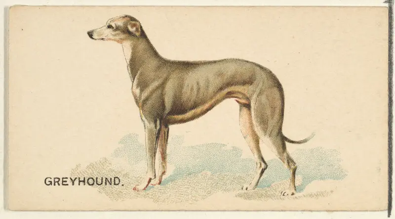 Greyhound, from the Dogs of the World series for Old Judge Cigarettes Wall Art by Goodwin & Company - High-Resolution Digital Print
