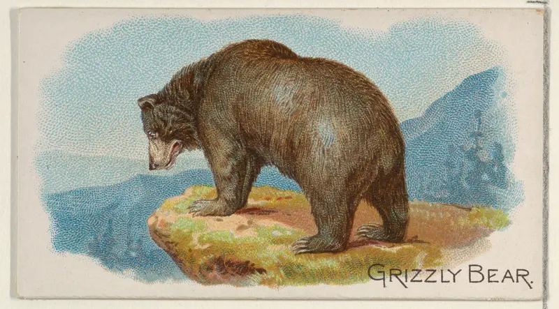 Grizzly Bear, from the Quadrupeds series (N21) for Allen & Ginter Cigarettes Wall Art by Allen & Ginter - High-Resolution Digital Print