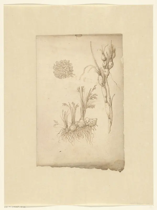 Groen zeemos met smalle bladeren Wall Art by anonymous - High-Resolution Digital Print